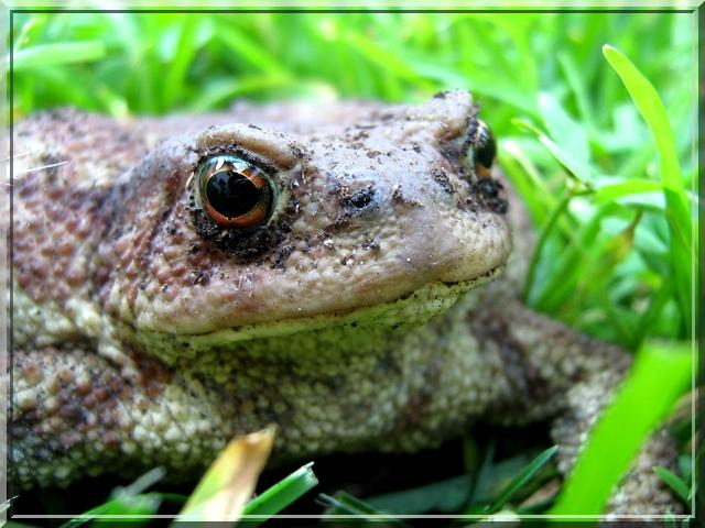 Bufo bufo-04.jpg